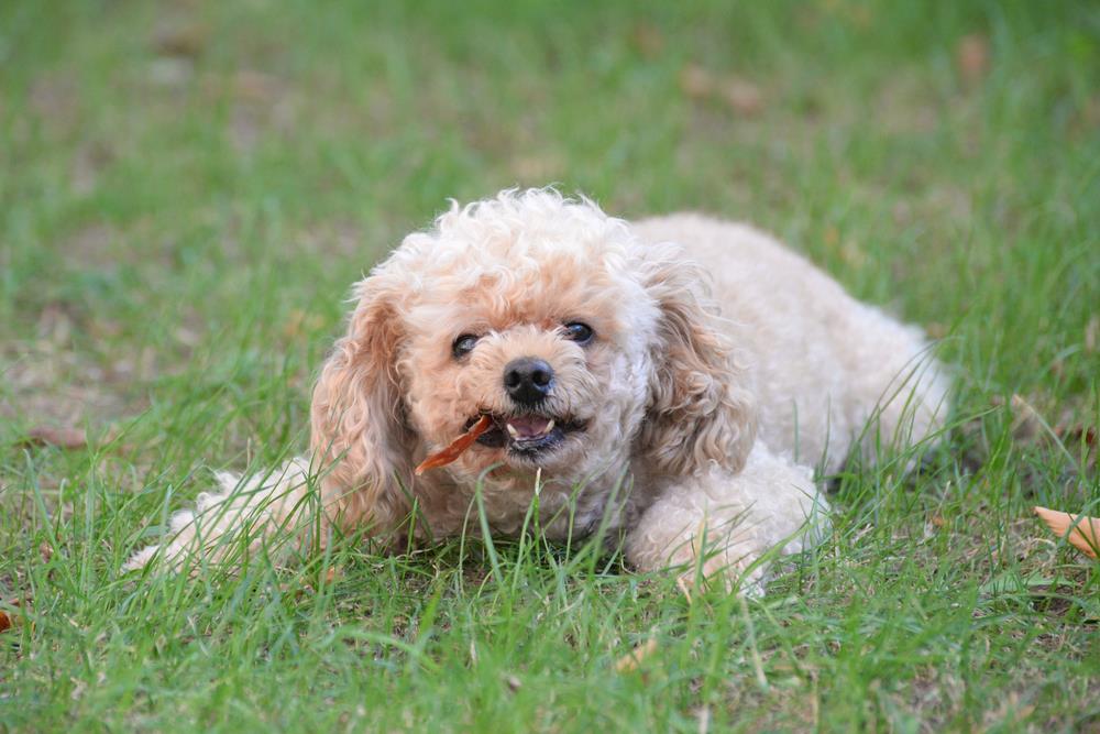 Can Dogs Eat Dried Apricots