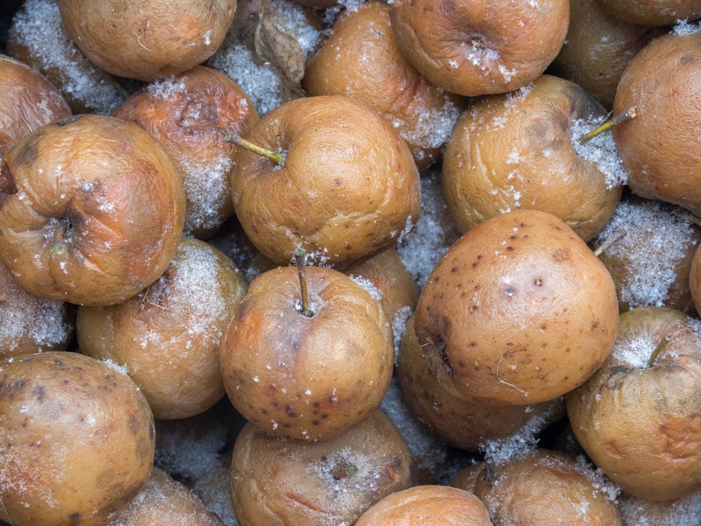 Can Dogs Eat Dried, Frozen Or Baked Apples?