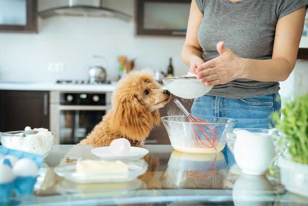 Can Dogs Eat Egg White