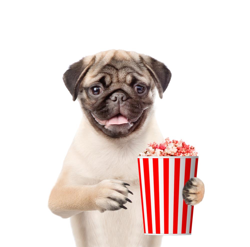 Can Dogs Eat Popcorn Safely