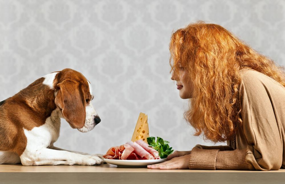 Can Dogs Eat Cheese As a Healthy Retreat ? Dog Carion