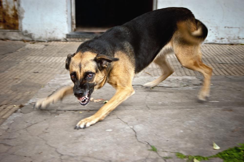 Can Peanuts Kill A Dog