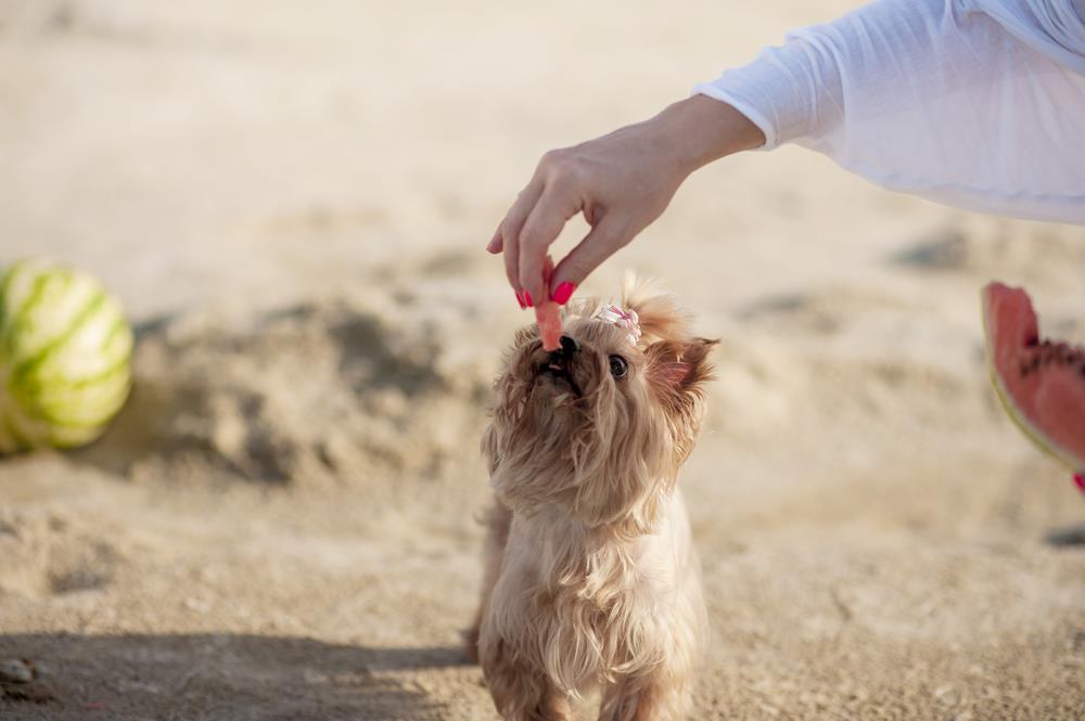 Are Watermelon Seeds Ok For Dogs