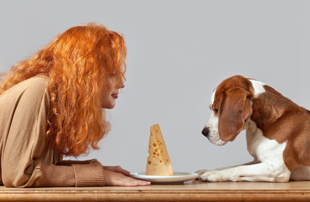 Can Dogs Eat Cheese As a Healthy Retreat ? Dog Carion