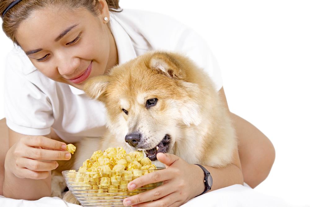 dogs eat popcorn