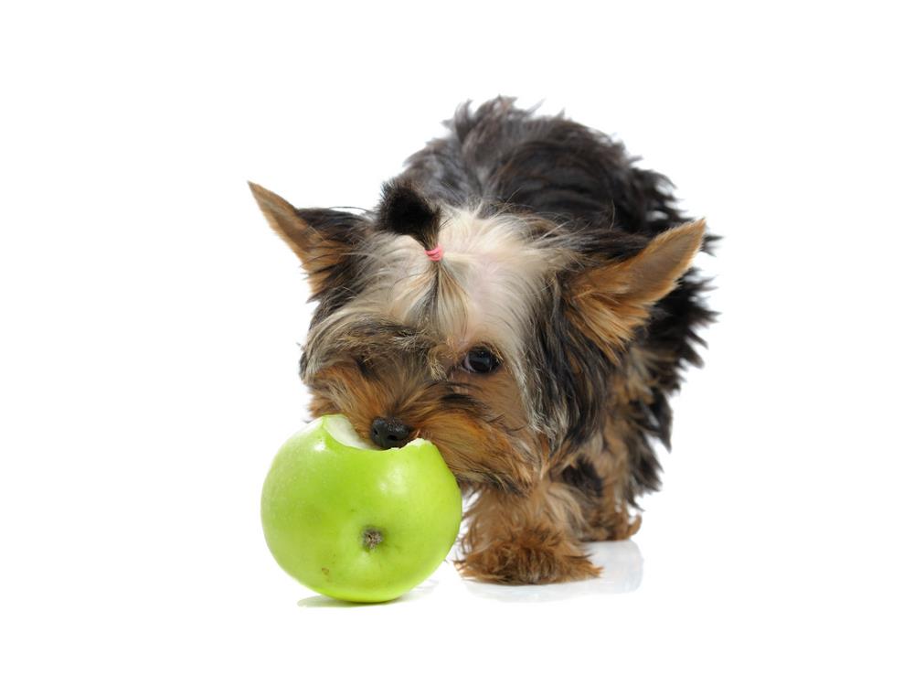 Eating Apple Cores Can Cause Choking Hazards 