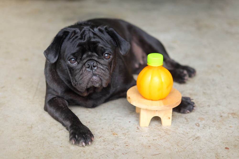 Health Benefits of Oranges for Dogs