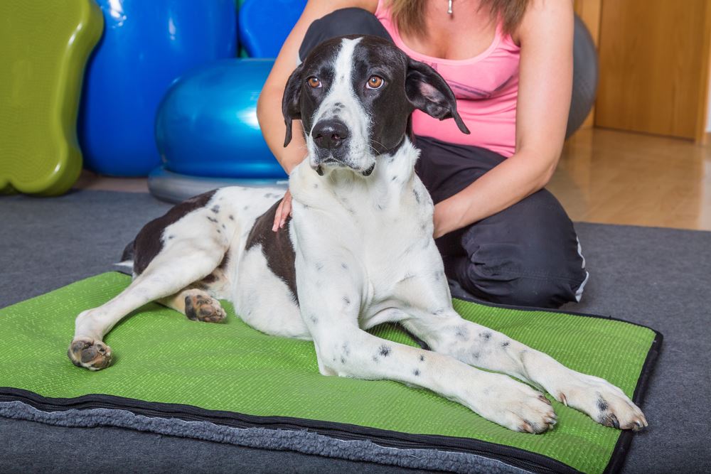 How Long after Eating Grapes will a Dog get Sick