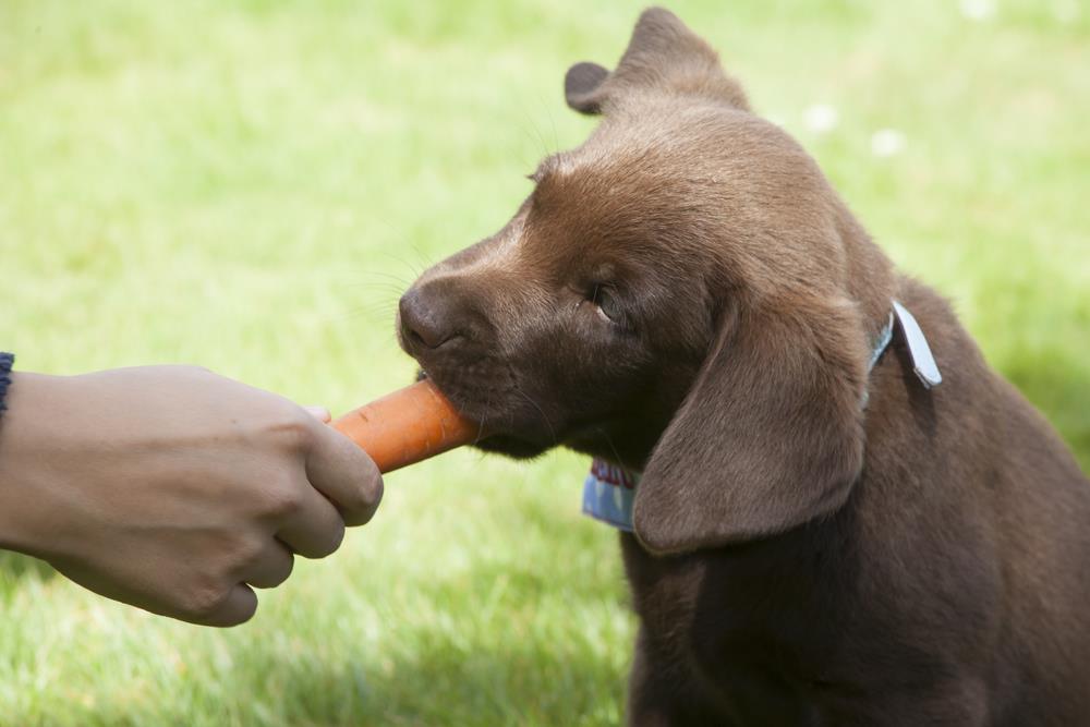 Feeding Dog treat. Feeding Carrot. Pet Carrot Feed. Eat Carrots.