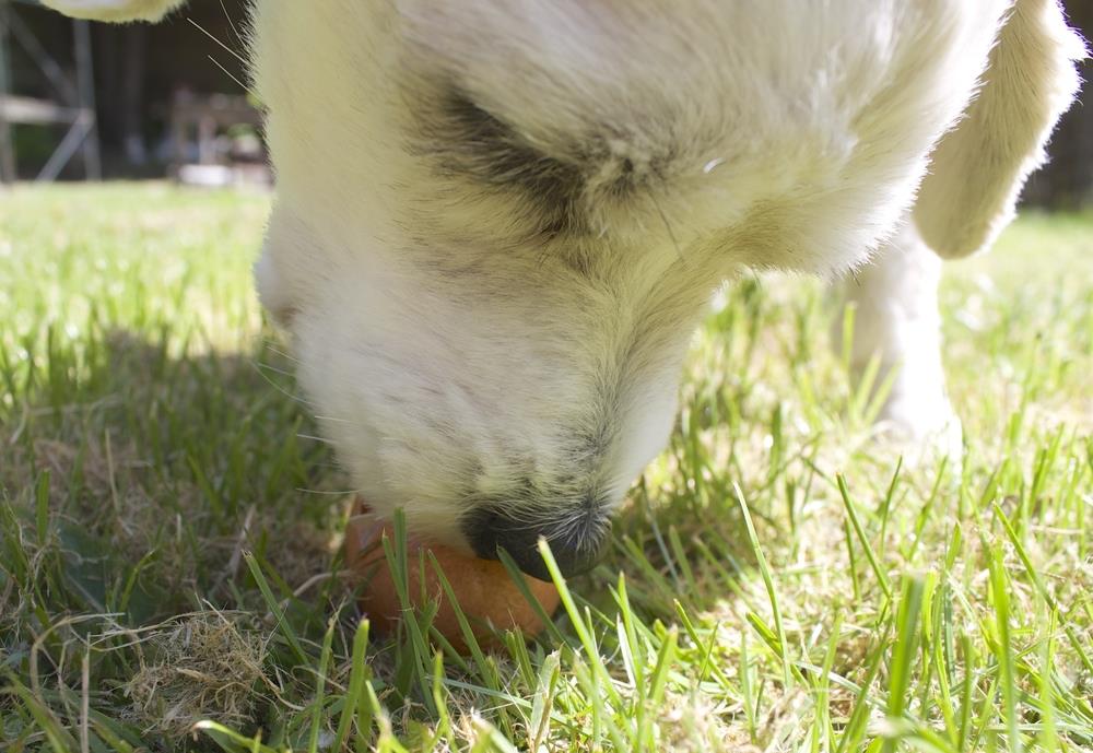 How Often Can dogs Eat Eggs