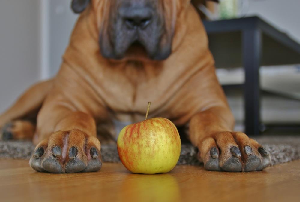How to Prepare Apple for your Dog