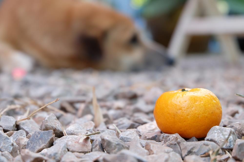 Is Orange Good for Diabetic Dogs