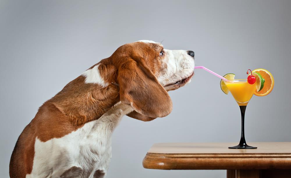 Is Orange Juice Good for Dogs