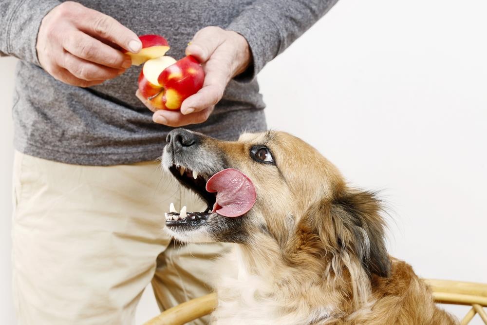 Is it Safe for Dogs to Eat Apple Cores, Skin and Peel