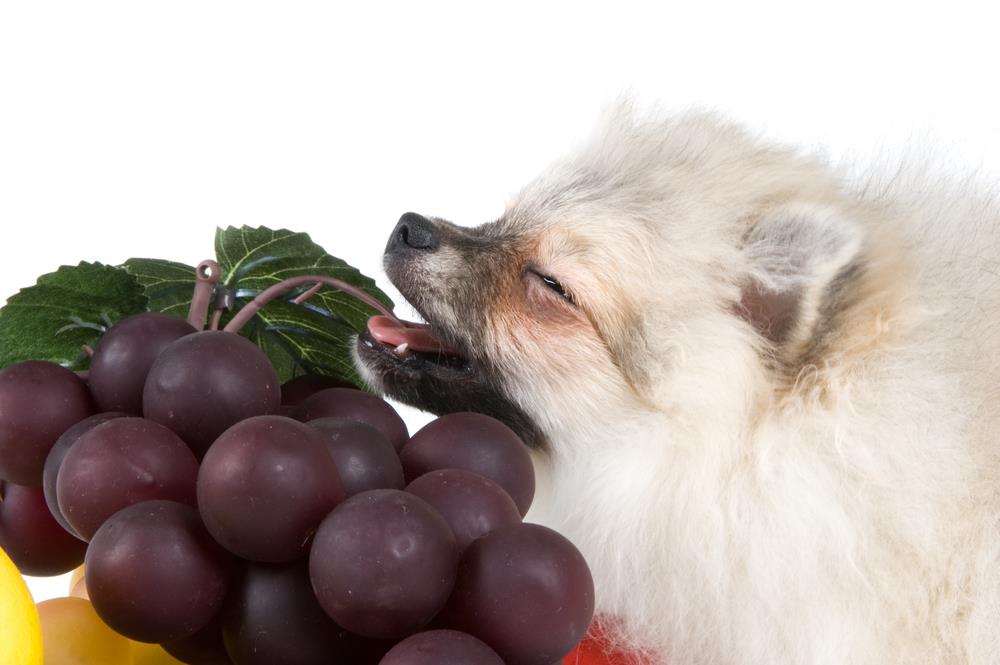 My Dog Ate Grapes But Seems Fine