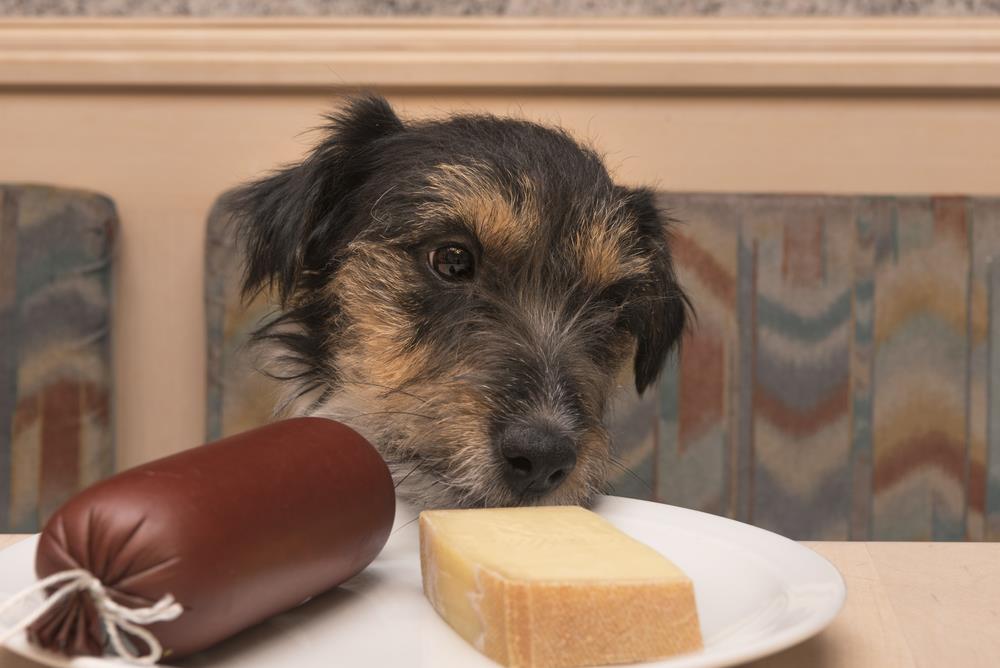 My Dog Ate a Lot of Cheese What do I do now?