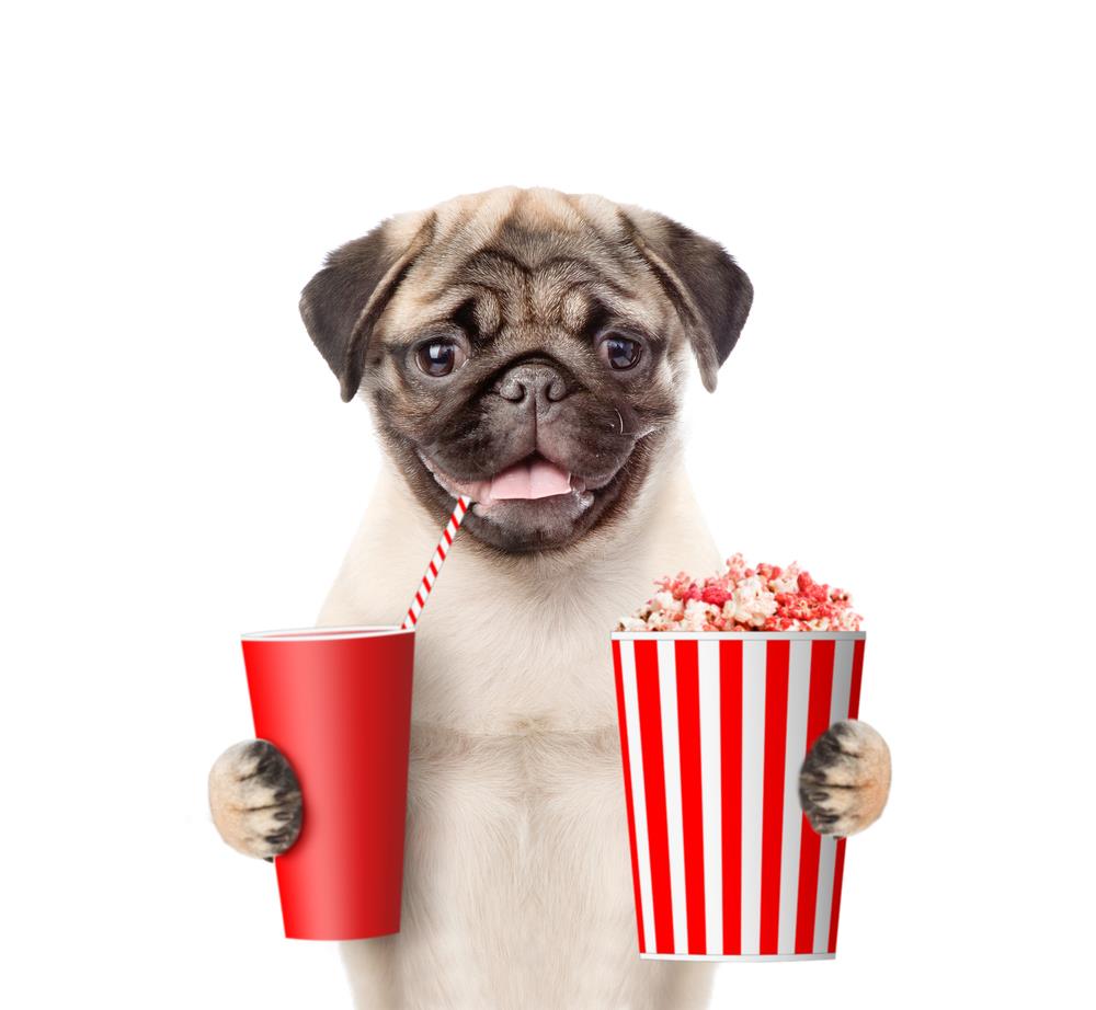 is popcorn bad for puppies