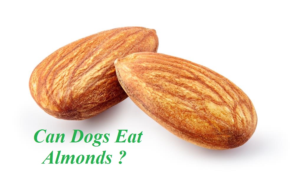 Can Dogs Eat Any Kind Of Nuts