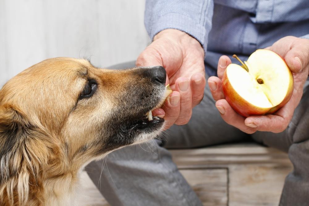 dog ate apple core