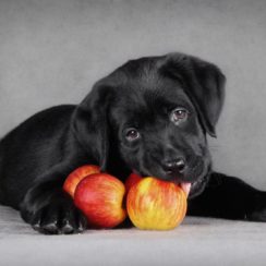 can dogs eat apples