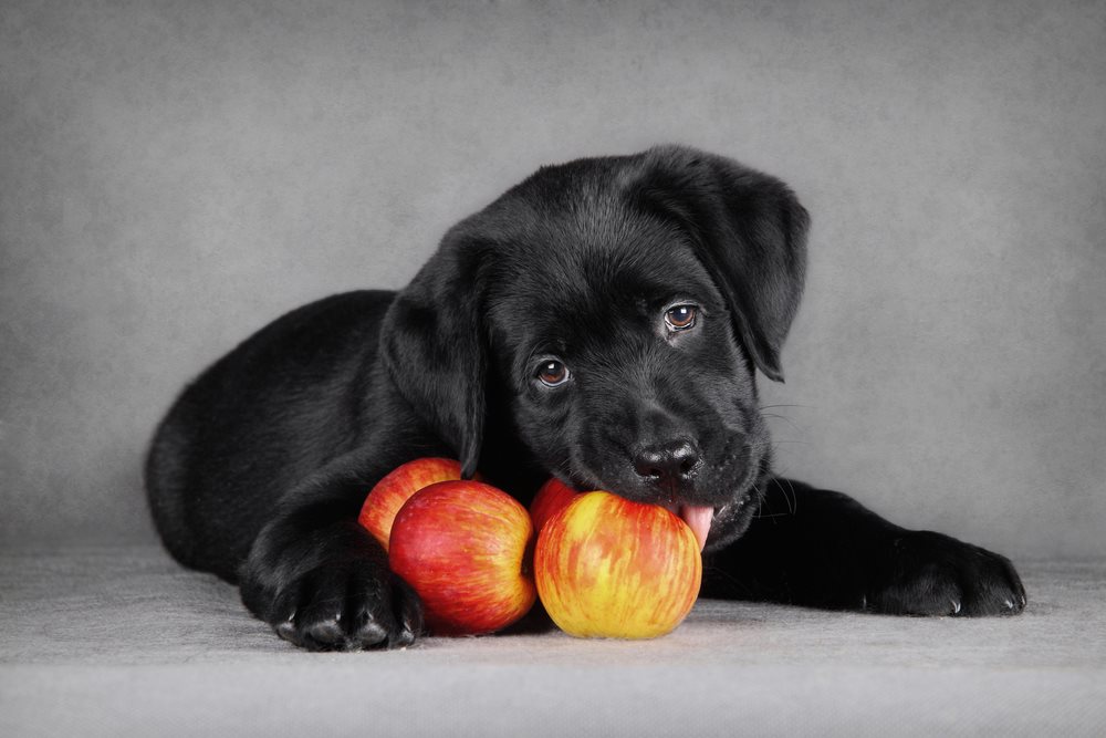 Dog eating an apple slice