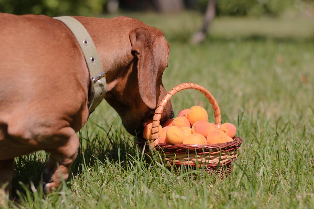 can dogs eat apricots