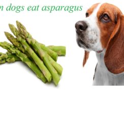 Can Dogs Eat Apples Safely Can Dogs Eat Apples Safely