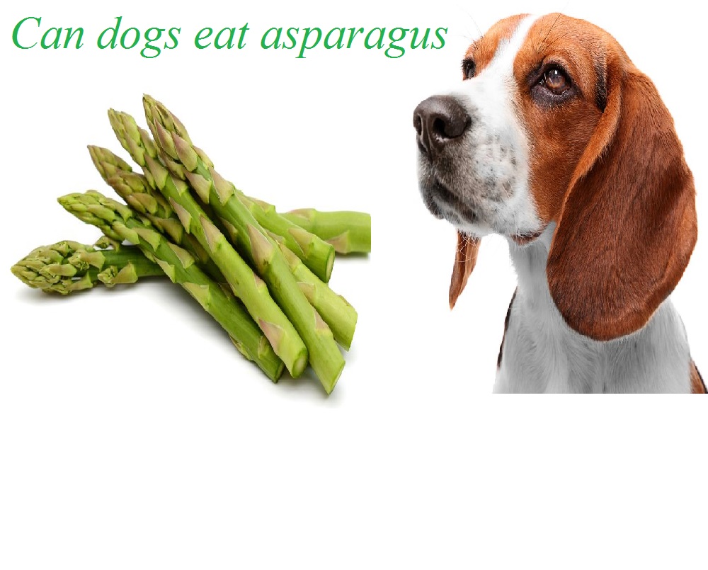 are asparagus bad for dogs