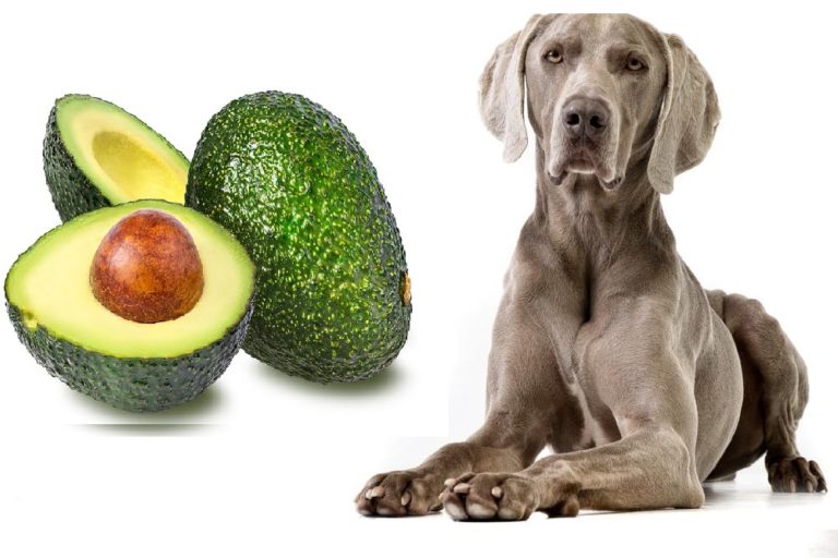 Can Dogs Eat Avocado With Its Pit And The Leaves? - Dog Carion