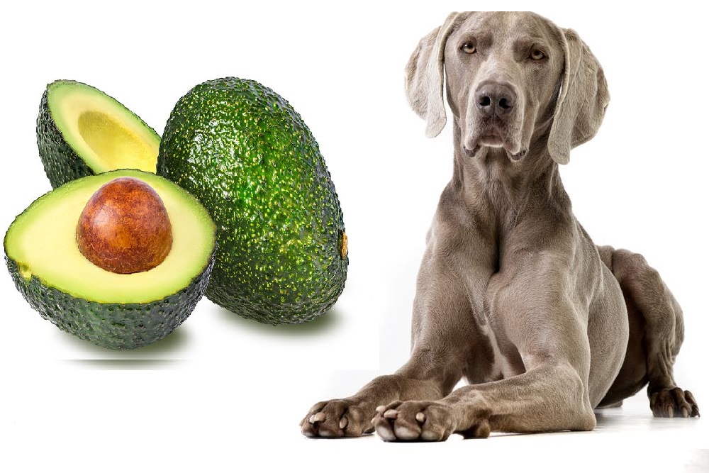 can dogs eat avocado