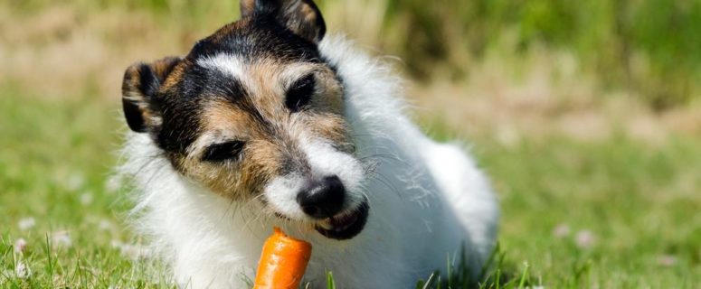 can dogs eat carrots