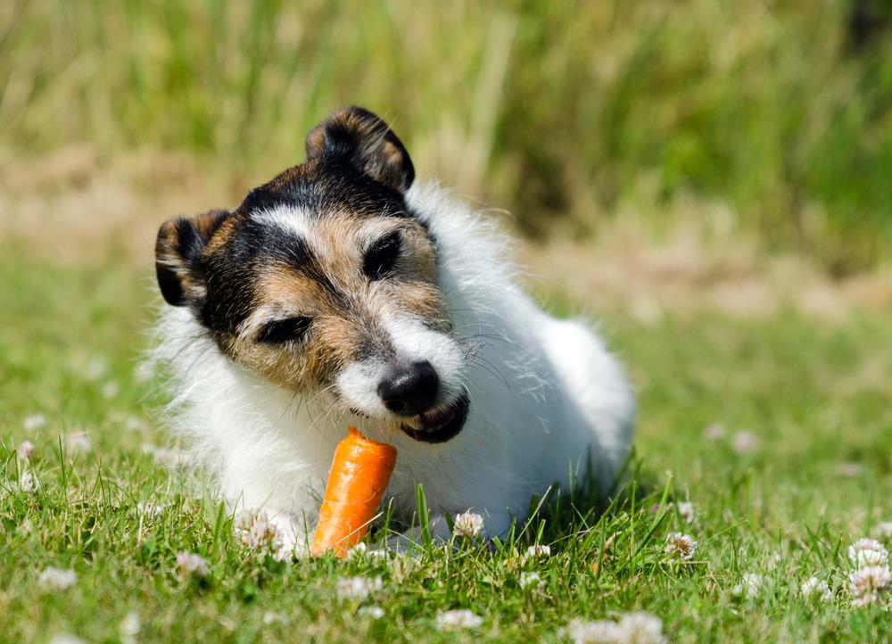 dogs and carrots raw