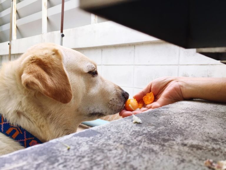 Can Dogs Eat Eggs? Raw, Boiled or Scrambled? Dog Carion