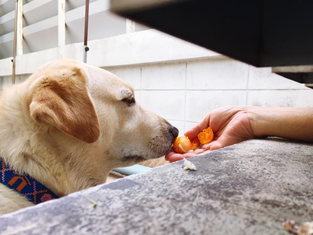 scrambled egg for dog with diarrhea