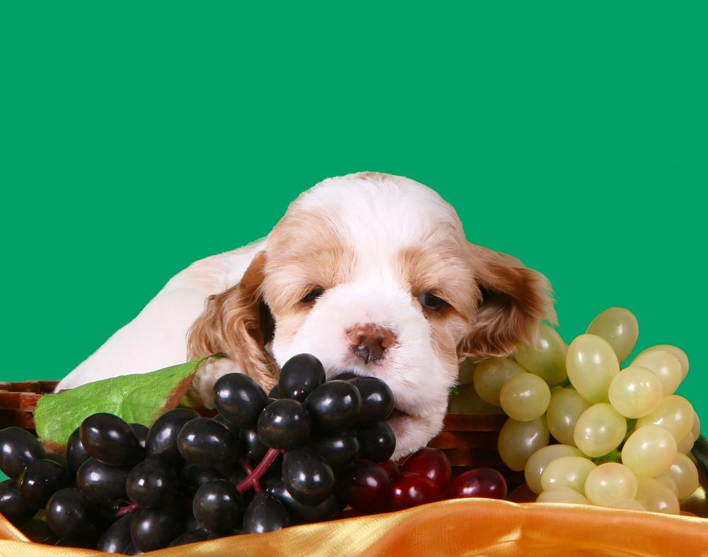 are raisins good for dogs