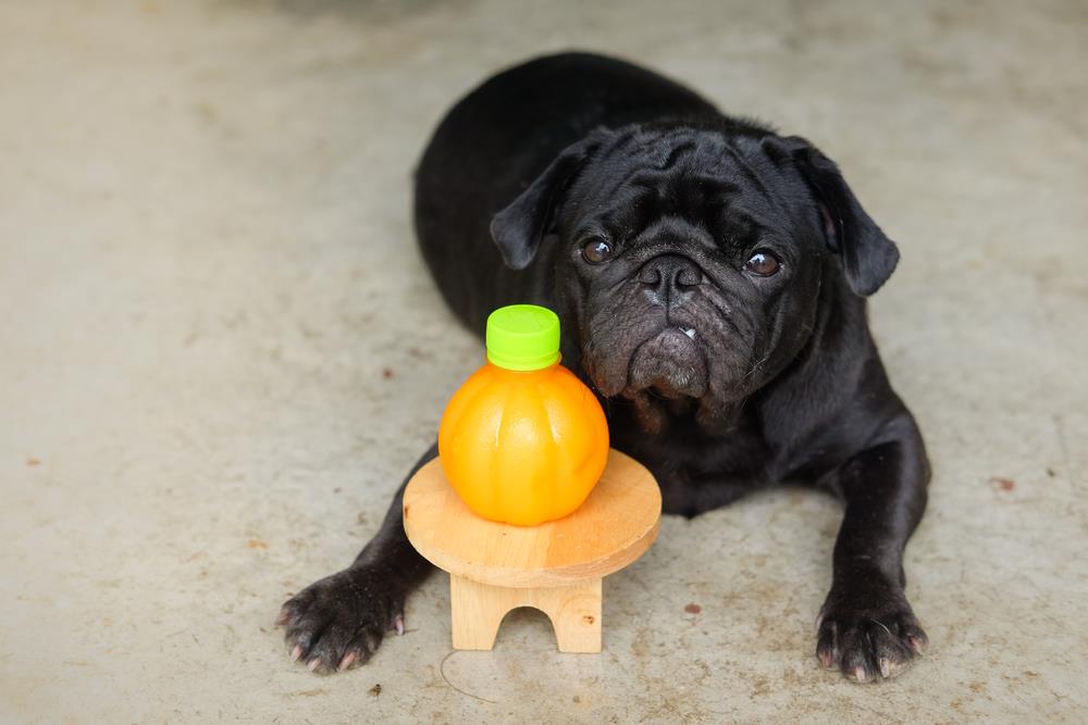 can dogs eat oranges