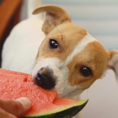 can dogs eat watermelon