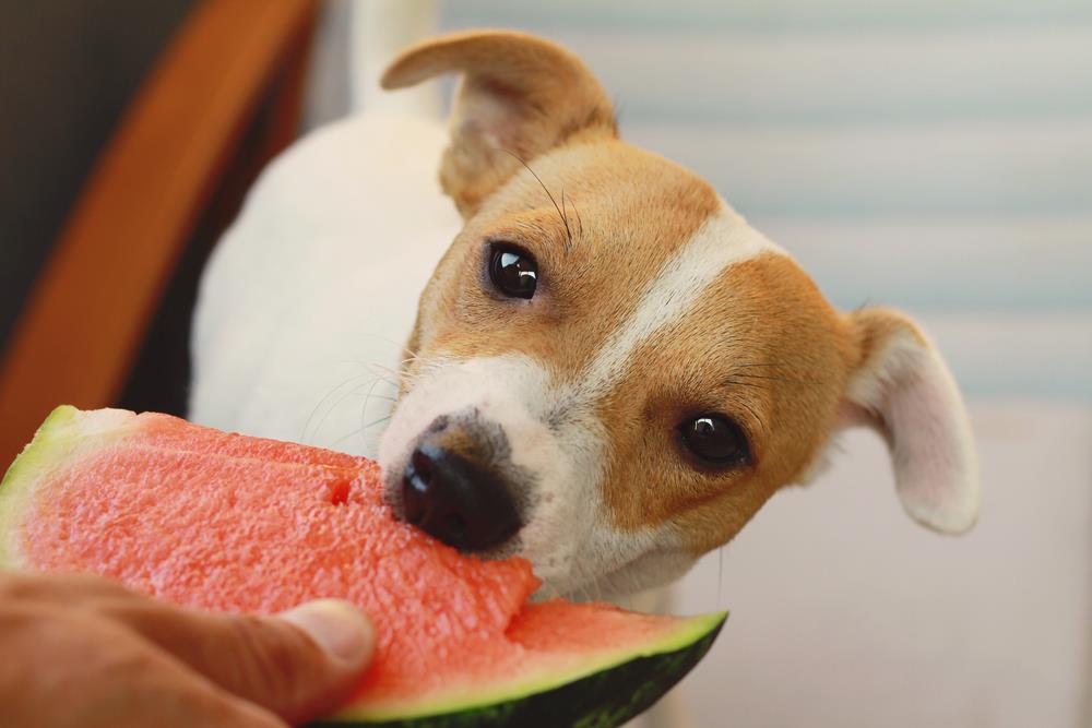 watermelon for dogs good or bad