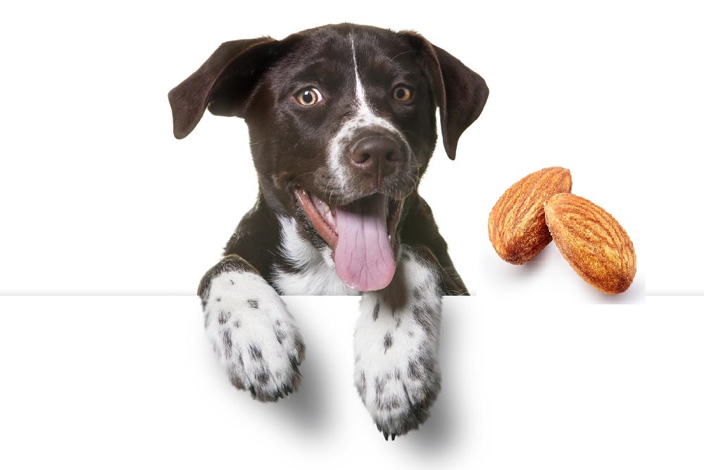 can dogs eat almonds