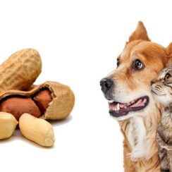 Can Dogs Eat Peanuts