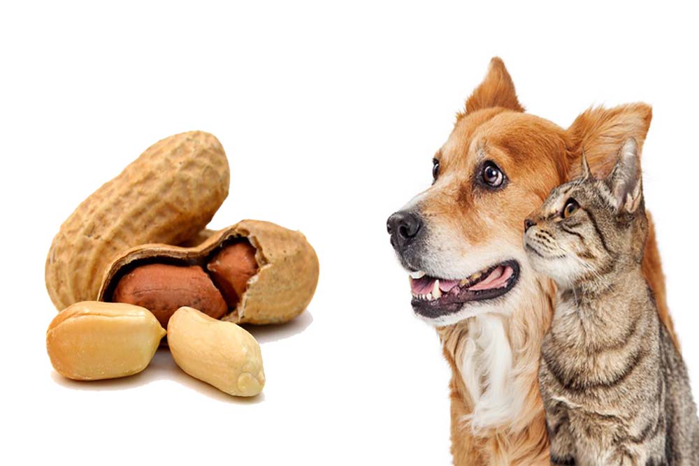 peanuts safe for dogs