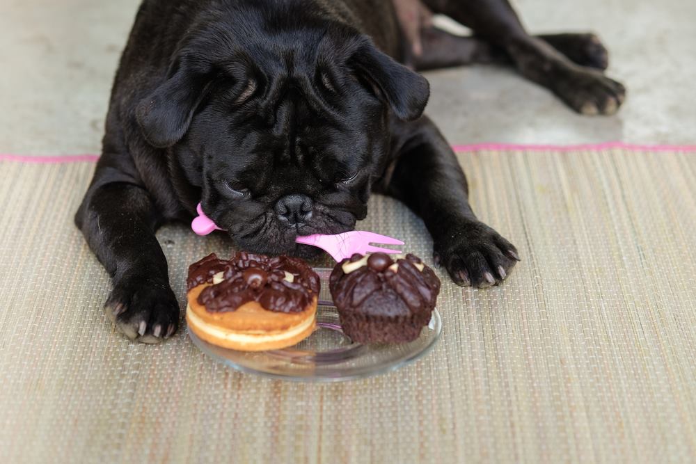 Can Dogs Eat Chocolate Cake