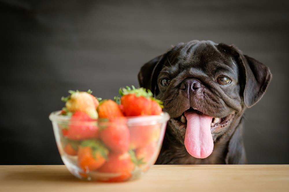 Can Dogs Eat Frozen Strawberries