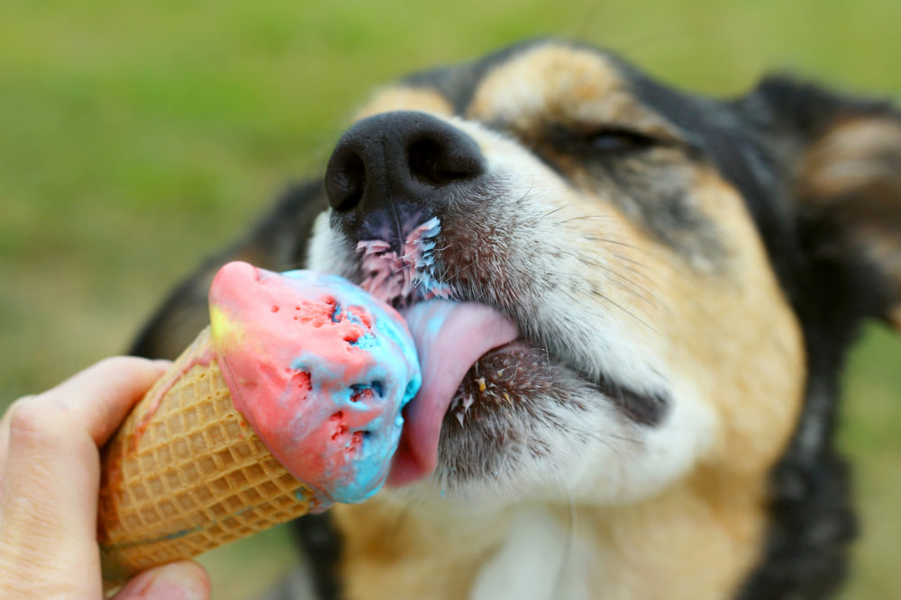 Can Dogs Eat Ice Cream