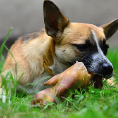 Can Dogs Eat Pork