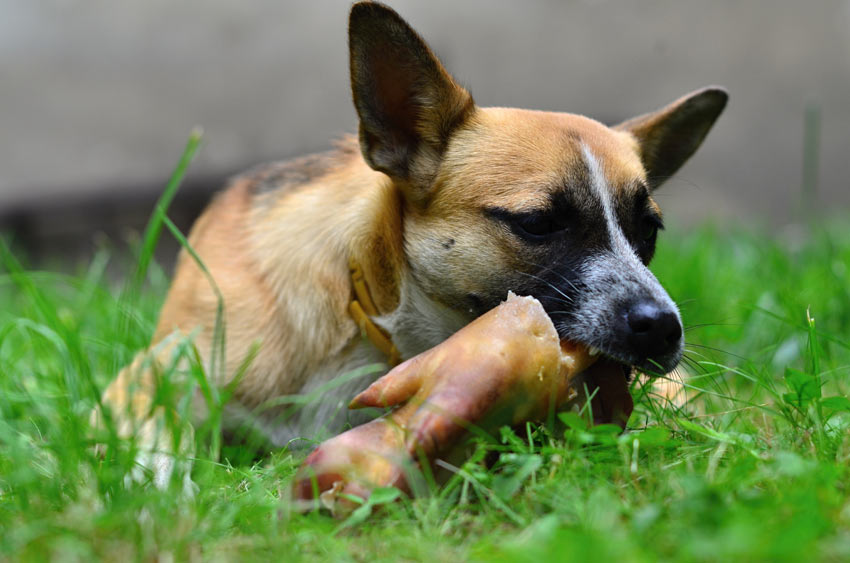 is it safe to give dogs pork chop bones