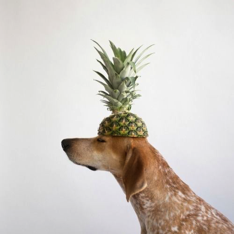 Can Dogs Eat Raw Pineapple