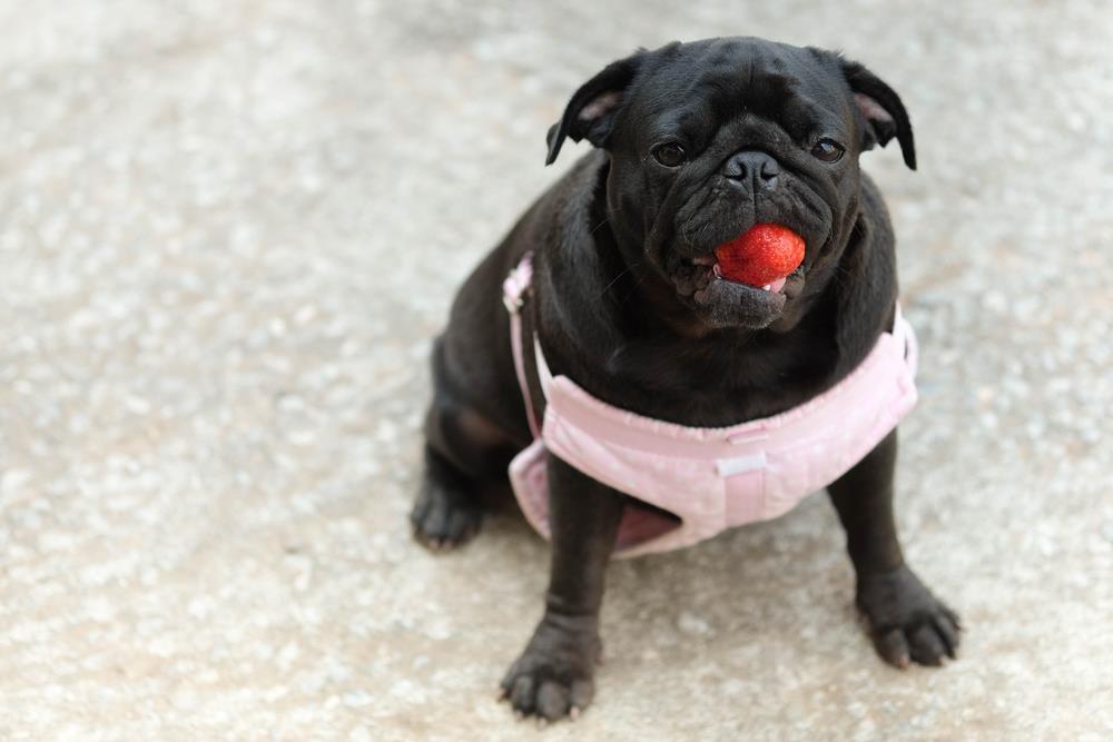 Can Dogs Eat Strawberries Every day