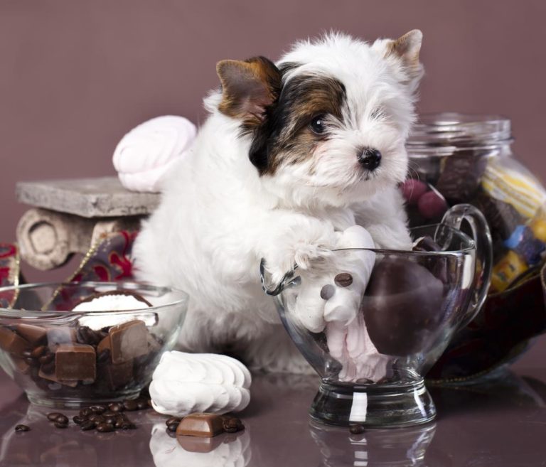 Can Dogs Eat Chocolate or it's Deadly Treat ? - Dog Carion