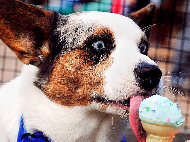 Can Small Dogs Eat Ice Cream